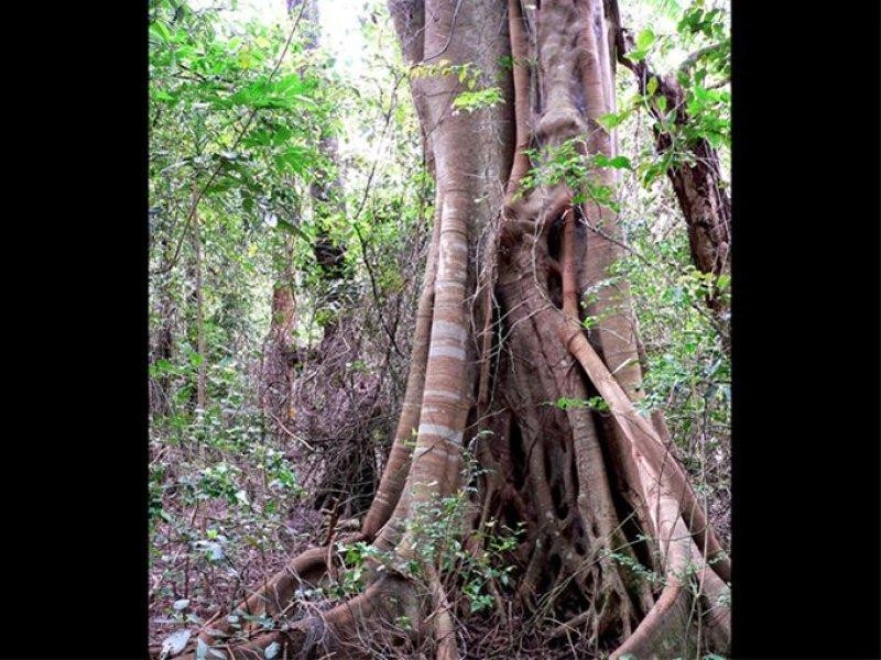 8 Phillip Street, Chinderah NSW 2487