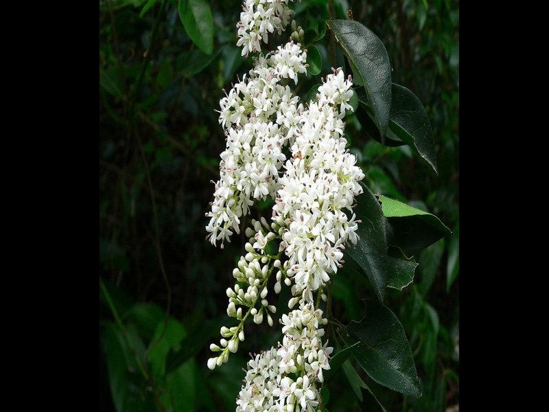 8 Phillip Street, Chinderah NSW 2487