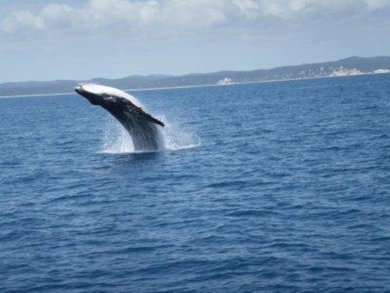 5 Petrel Place, Casuarina NSW 2487