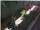 80 Walpole Street, Paralowie SA 5108