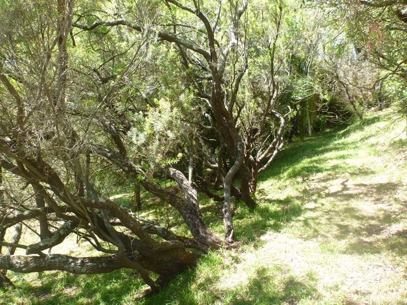 1124 Boneo Road, Cape Schanck VIC 3939