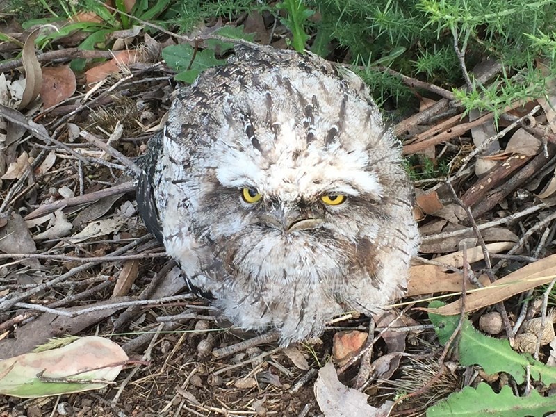 9 Cloud Street, Arthurs Seat VIC 3936