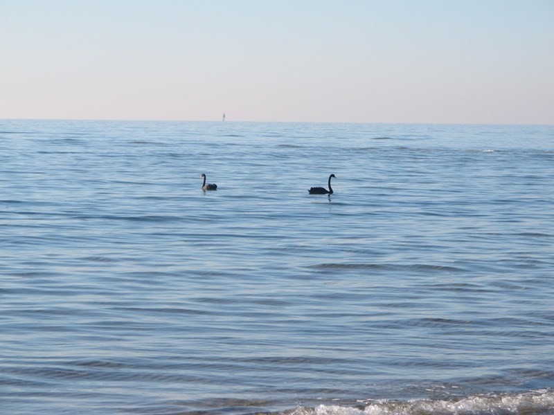 3/13 Rose Street, Rosebud West VIC 3940