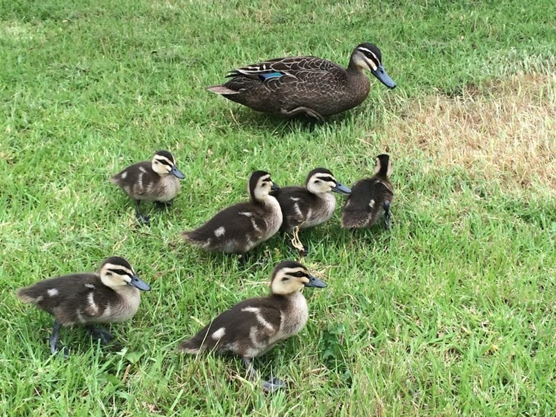 30 Palm Tree Drive, Safety Beach VIC 3936