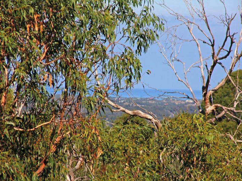 1 Murawa Drive, Rosebud VIC 3939