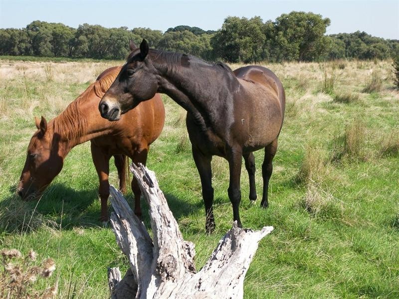 Lot 4 Mt Wellington Road, French Island VIC 3921