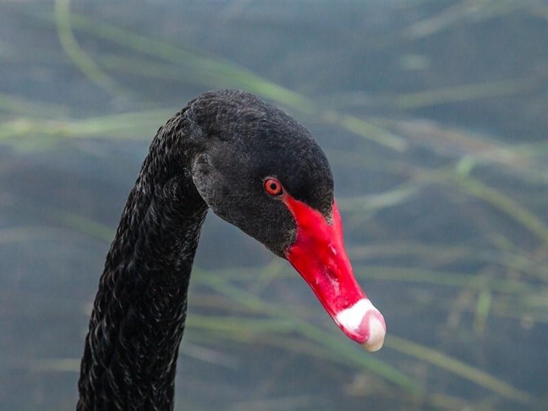 76 Lamerough Parade, Pelican Waters QLD 4551