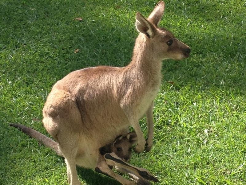 17 Sunset Drive, Little Mountain QLD 4551