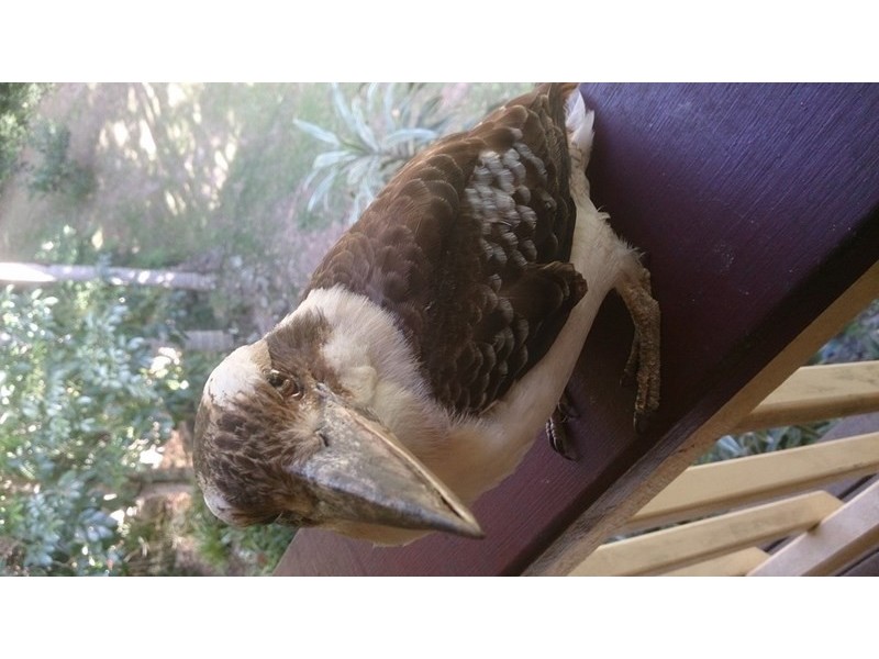 50 Paynters Creek Road, Rosemount QLD 4560