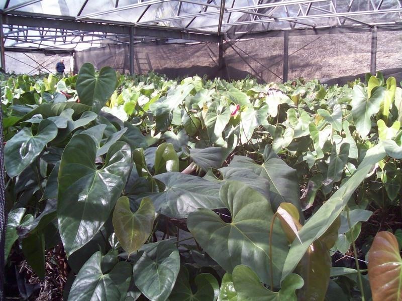 378 Tunnel Ridge Road, Mooloolah Valley QLD 4553