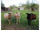 32 Whites Road, Landsborough QLD 4550