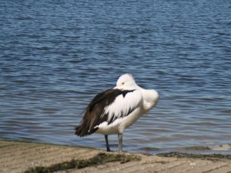 6/4-6 Kings Palazzo, Orvieto Terrace, Kings Beach QLD 4551