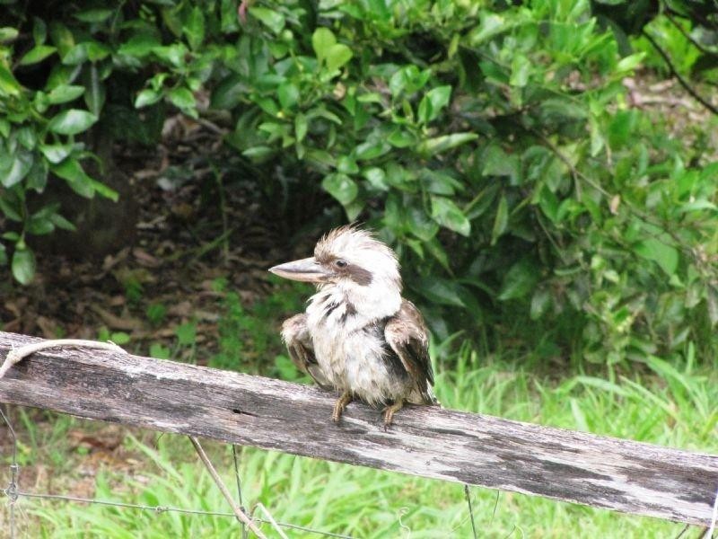 505 Mount Mellum Road, Maleny QLD 4552