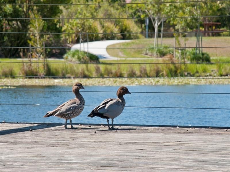12 Indigo Road, Caloundra West QLD 4551