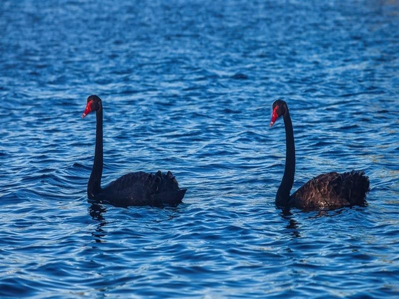 82 Lamerough Parade, Pelican Waters QLD 4551