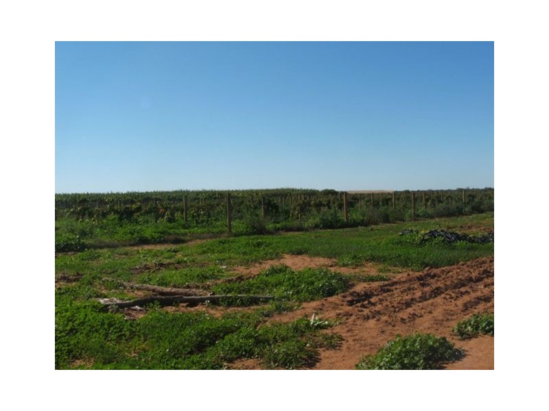 Lot 1 of 552 South River Road, Carnarvon WA 6701