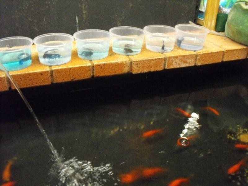 17 Hubble Street, Carnarvon WA 6701