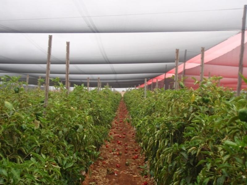 207 McGlades Road, Carnarvon WA 6701