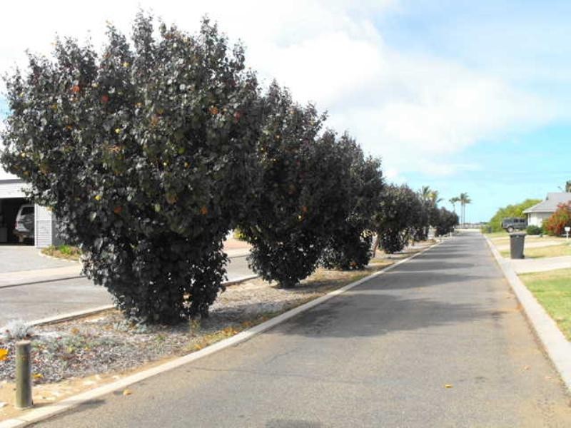 6 Yardi Quays, Carnarvon WA 6701