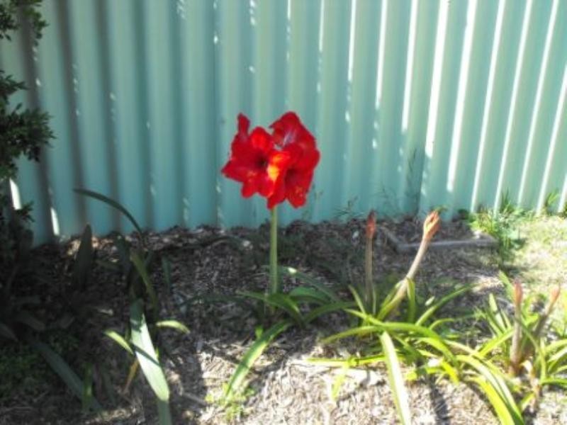 17 Fane Crescent, Carnarvon WA 6701