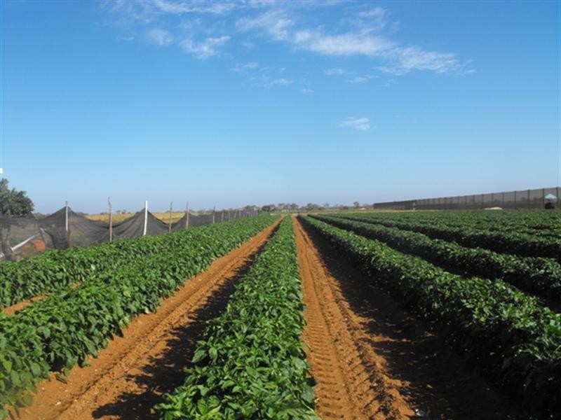 181 McGlades Road, Carnarvon WA 6701