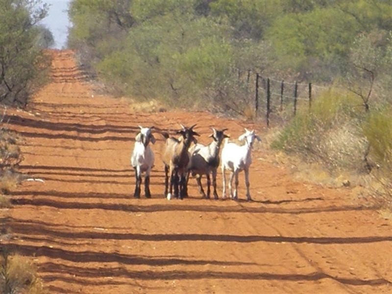 Ella Valla Station, Carnarvon WA 6701
