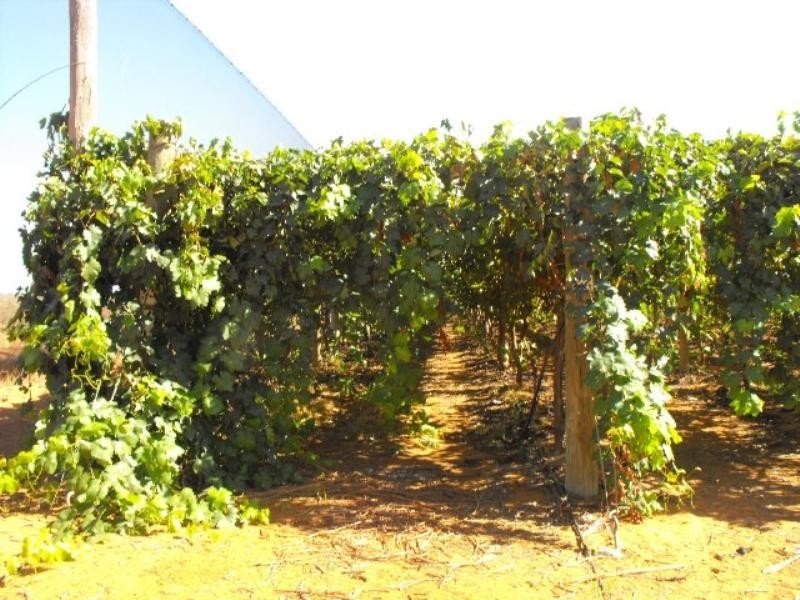 157 McGlades Road, Carnarvon WA 6701