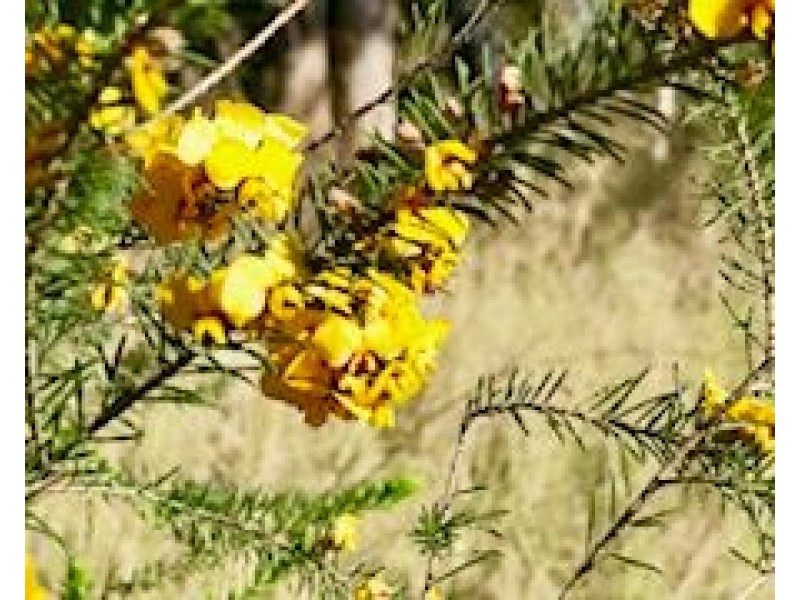 Cnr Stringer Road and Celia Road, Kellyville NSW 2155