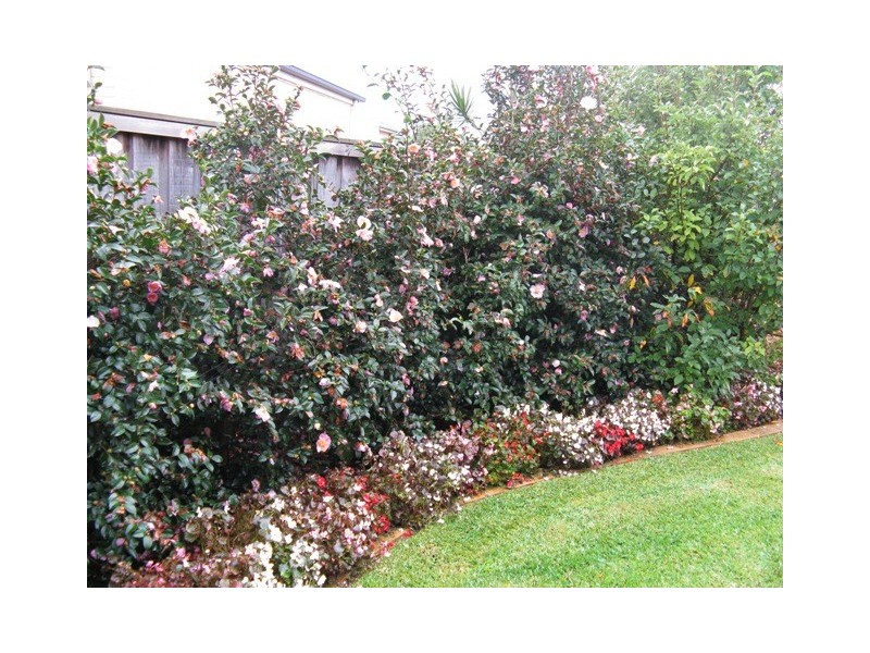 13 Bordeaux Crescent, Castle Hill NSW 2154