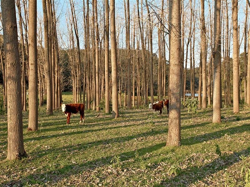 257 Mud Island Road, Sackville North NSW 2756