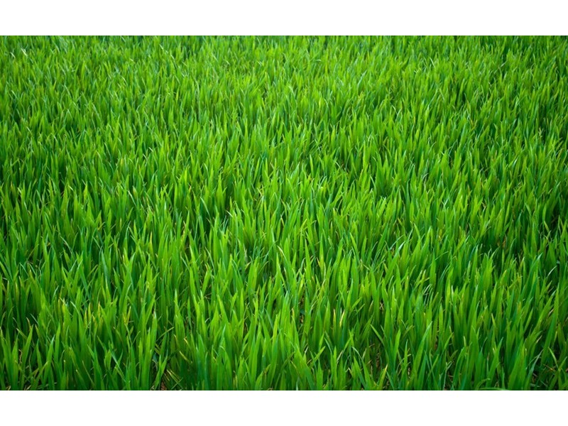 90 Dickenson, Carina QLD 4152