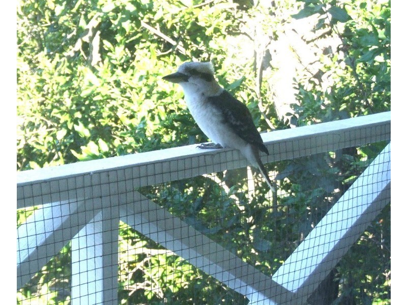 639 Darcy Road, Carina QLD 4152