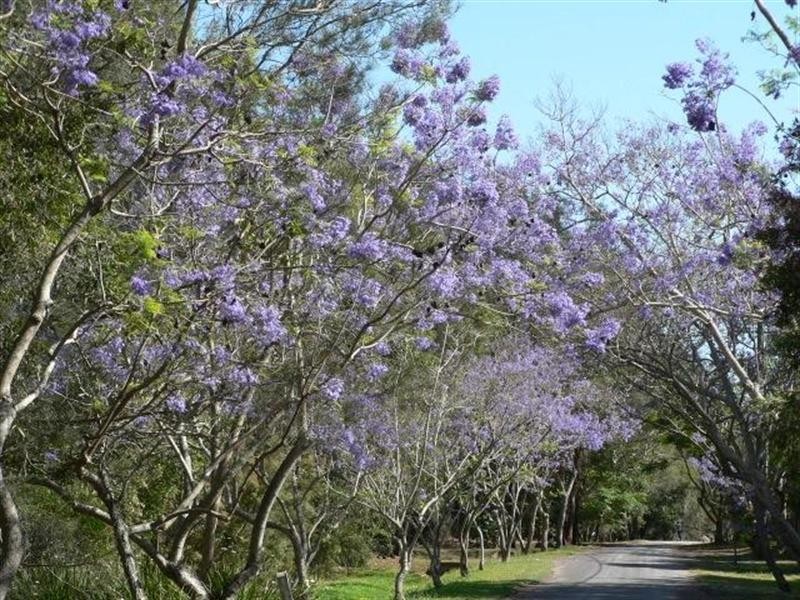 Wellington Point QLD 4160