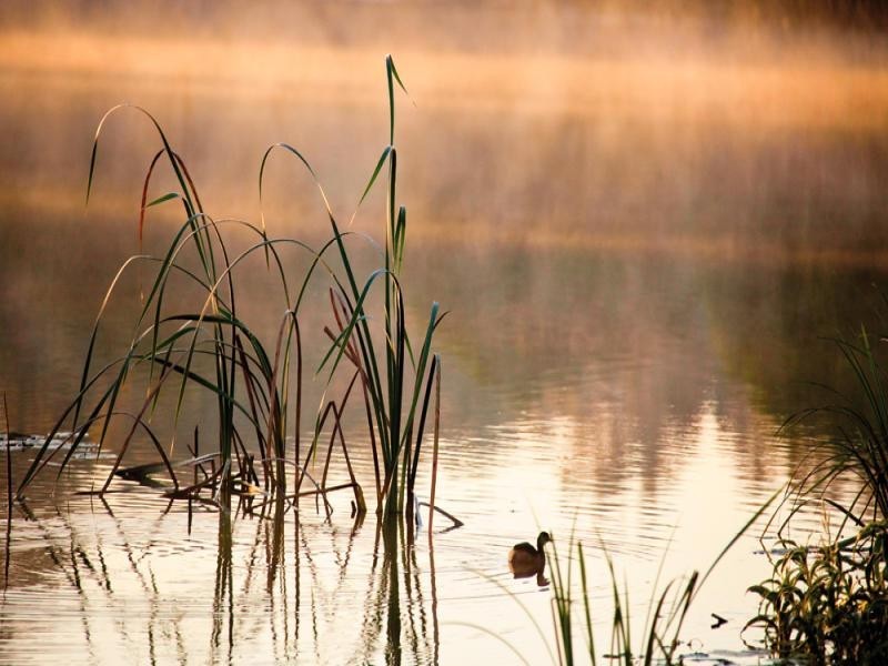 Lots 1 to 8 Araluen Lane access at 186 Ford Road, Burbank QLD 4156