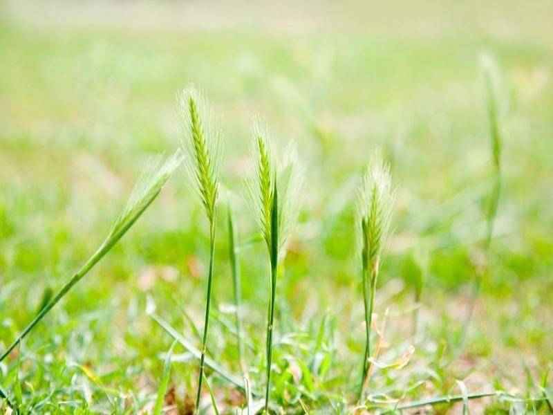 2/57 Royal Road, Bonbeach VIC 3196