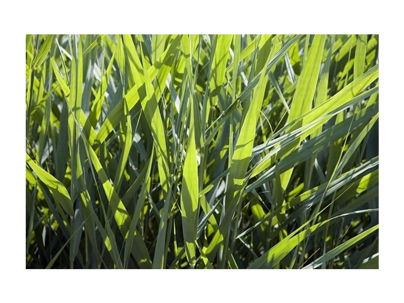 4 Verdure Crescent, Cheltenham VIC 3192