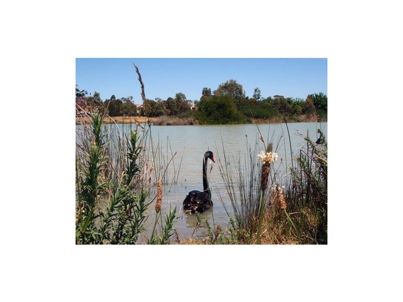 51 College Street, Elsternwick VIC 3185