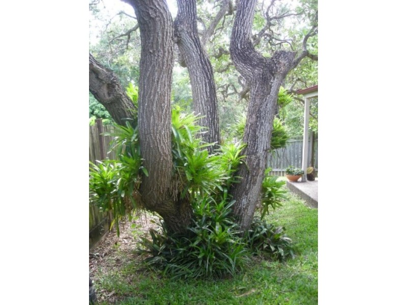 Albany Creek QLD 4035