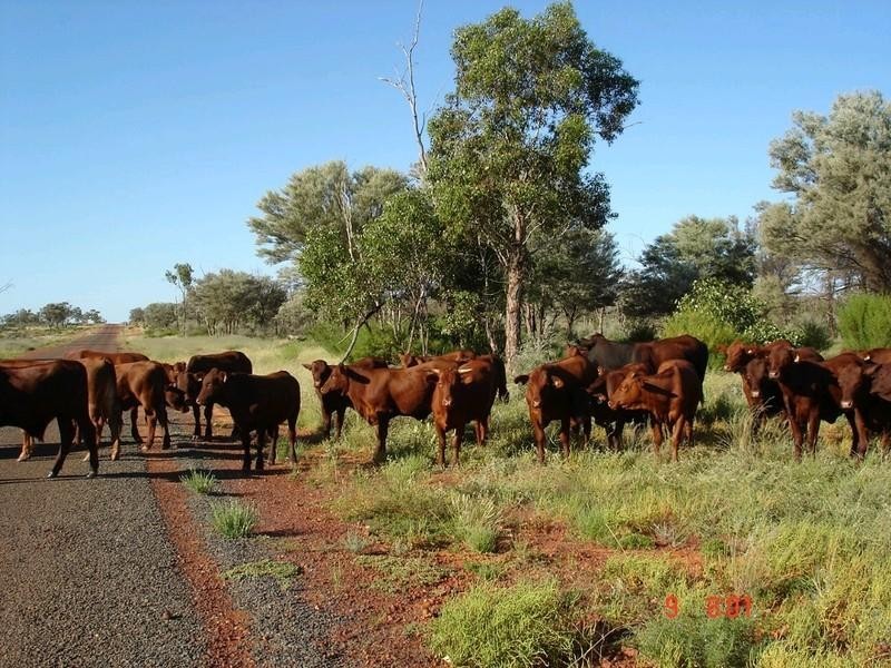 ‘ GLENDILLA, Cunnamulla QLD 4490