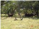 ‘ GLENDILLA, Cunnamulla QLD 4490