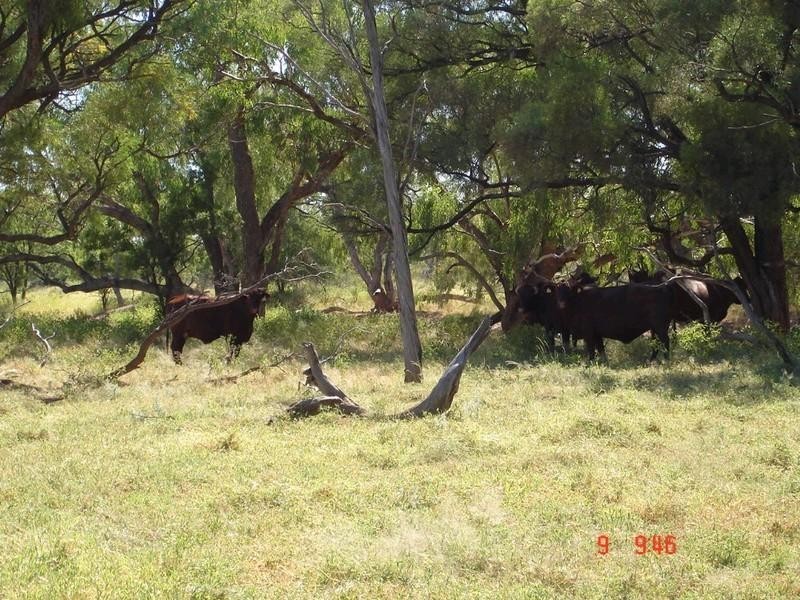 ‘ GLENDILLA, Cunnamulla QLD 4490