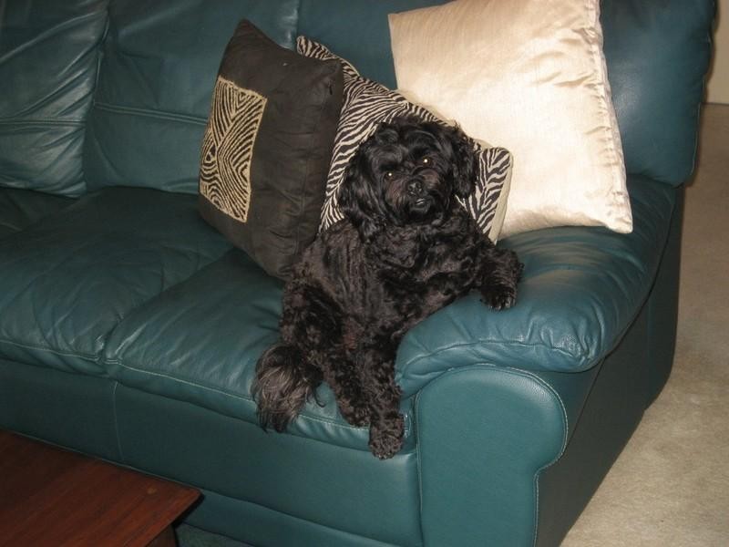 7/47 Bramston Terrace, Herston QLD 4006