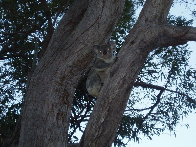 11 Heath Court, Cashmere QLD 4500