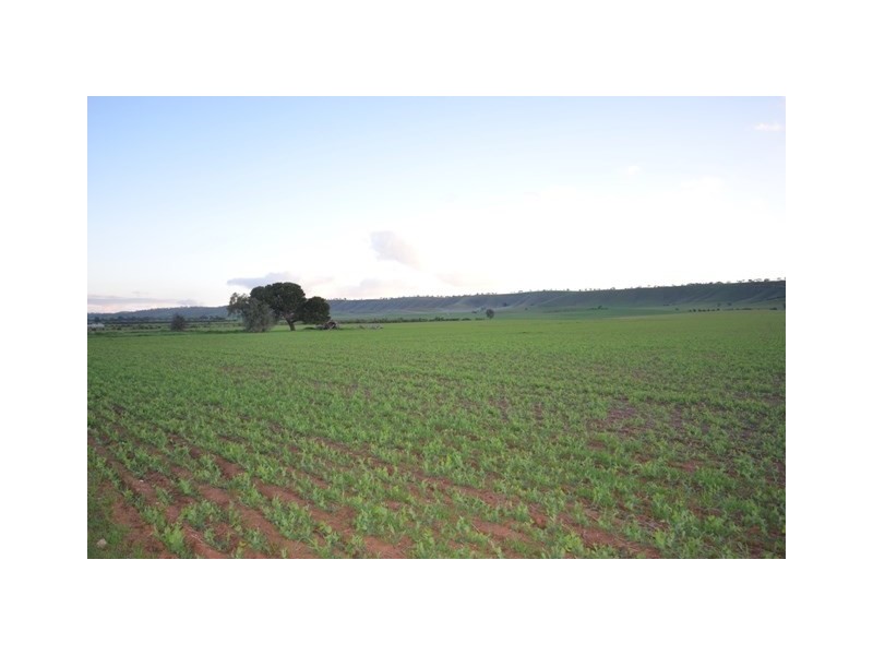 Sec 407 and 408 Stock Route Road, Robertstown SA 5381