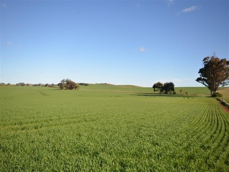 ‘OLGAVALE’ Various Secs, Farrell Flat SA 5416