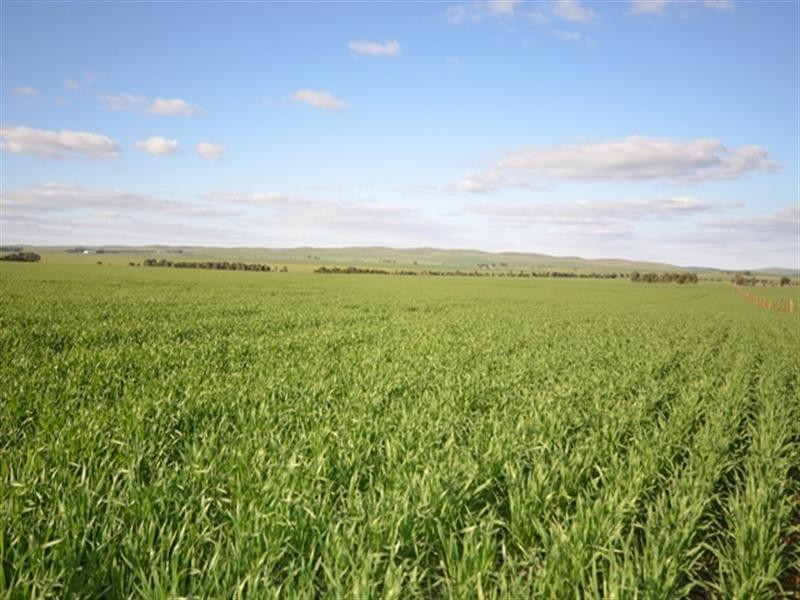 ‘OLGAVALE’ Various Secs, Farrell Flat SA 5416