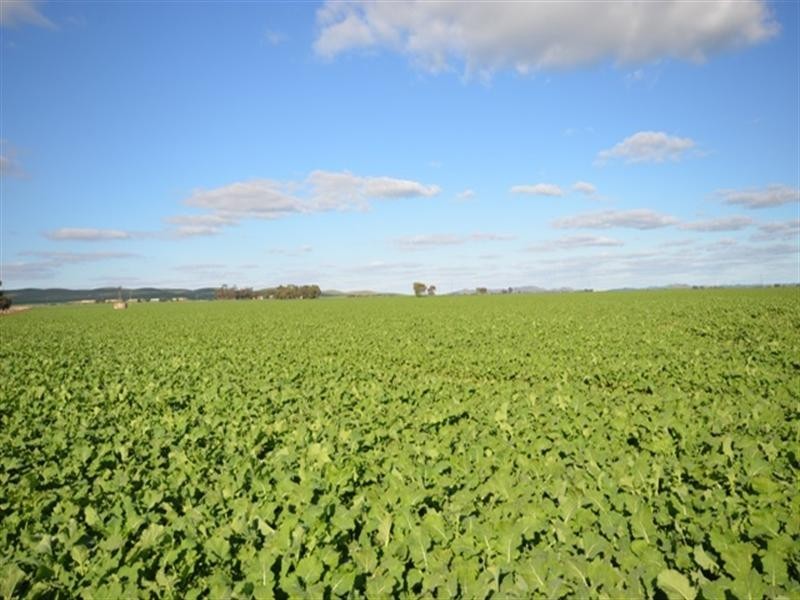 ‘OLGAVALE’ Various Secs, Farrell Flat SA 5416