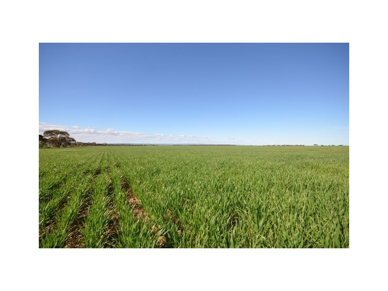 . ‘WIRREANDA’, Snowtown SA 5520