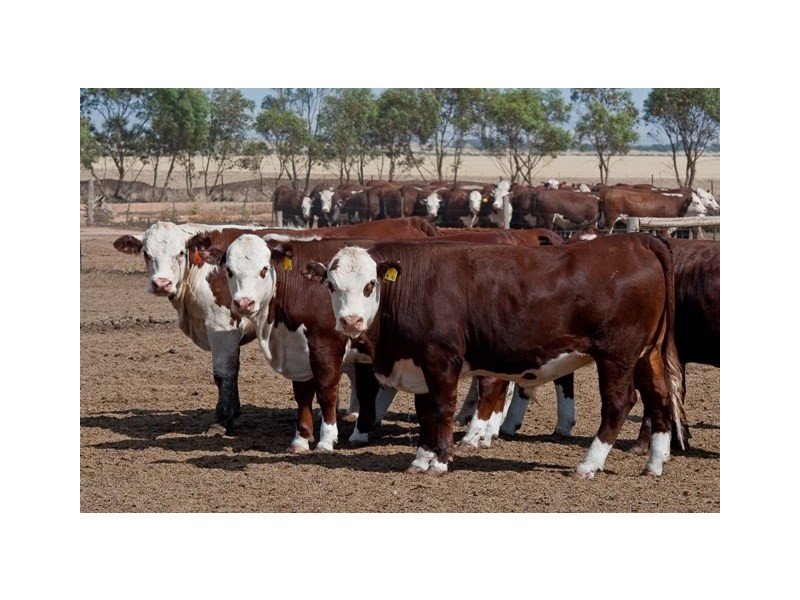 . ‘WIRREANDA’, Snowtown SA 5520