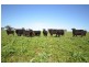 . ‘WIRREANDA’, Snowtown SA 5520